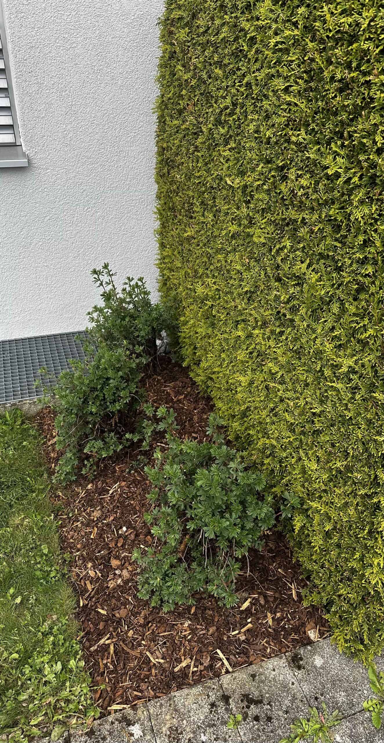 Gepflegter Hauseingang mit Hecke – Hauswartung in Busswil TG