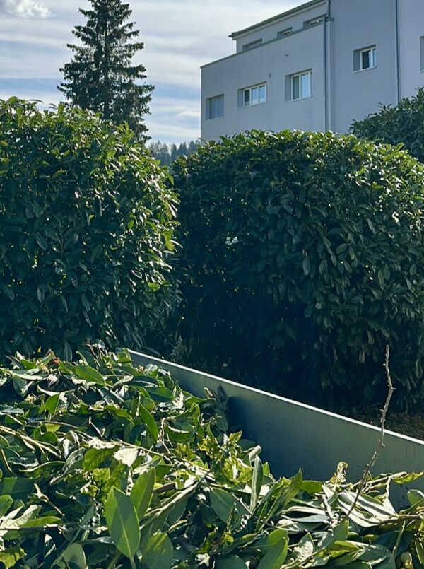 Hauswartung in Wil – Dalex Immo pflegt Hecke bei Wohnhaus in der Region Wil SG