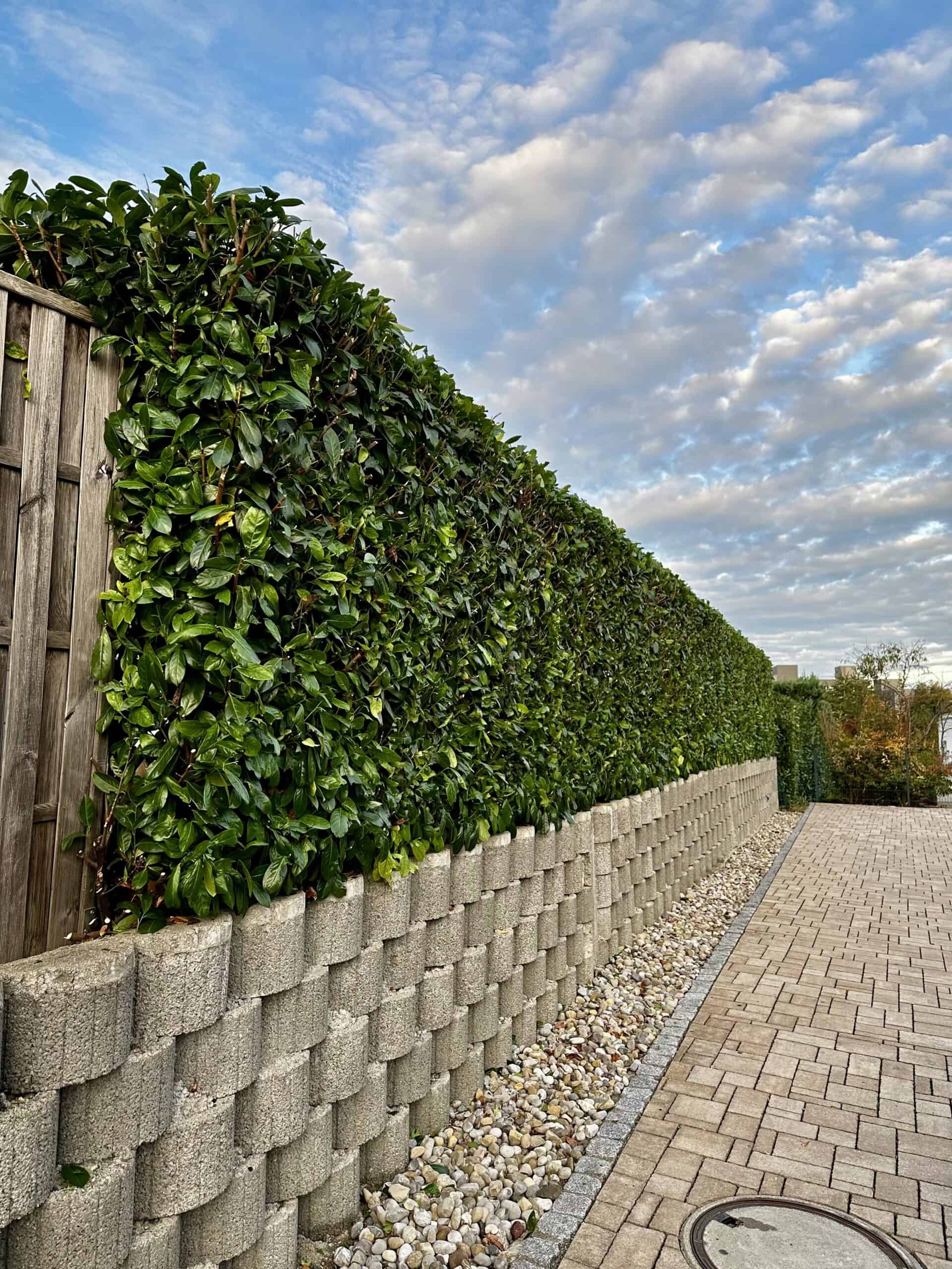 Moderne Wohnanlage in Wil – Dalex Immo Immobilienservice für Hauswartung und Umbau